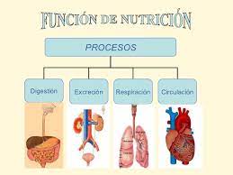 Los sistemas de la nutrición